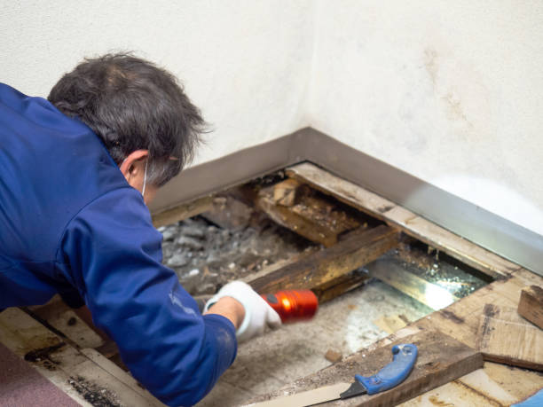 Best Attic Mold Removal  in Athens, PA