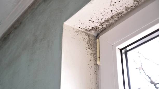 Best Mold Testing  in Athens, PA