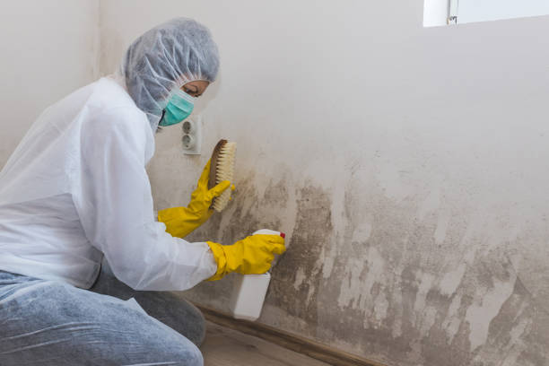 Athens, PA Mold Removal Company