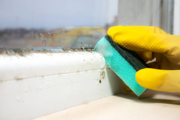 Best Toxic Mold Removal  in Athens, PA