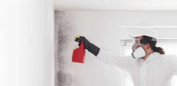 Best Mold Cleaning Services  in Athens, PA