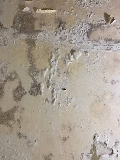Crawl Space Mold Removal in Athens, PA