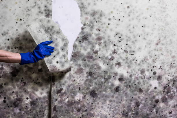 Mold Removal and Inspection in Athens, PA