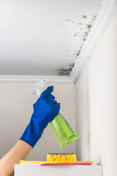Best Residential Mold Removal  in Athens, PA