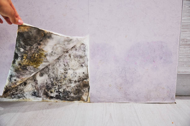 Best Crawl Space Mold Removal  in Athens, PA